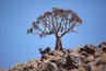 2010-11-09_Namibia_11-52-46_000031_IMG_4020.jpg