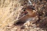 2010-11-09_Namibia_15-46-42_000202_A52D4691.jpg