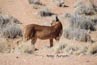 2010-11-09_Namibia_15-55-44_000258_A52D4747.jpg