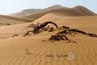2010-11-10_Namibia_08-30-50_000242_A52D5299.jpg