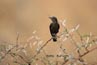 2010-11-10_Namibia_17-18-56_000781_A52D5894.jpg