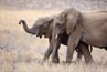 2010-11-15_Namibia_16-57-14_000238_IMG_5218.jpg