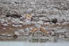 2010-11-16_Namibia_16-58-20_000024_A52D9146.jpg