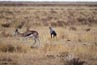 2010-11-17_Namibia_07-39-50_000038_A52D9553.jpg