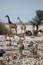 2010-11-17_Namibia_10-31-34_000307_A52D9822.jpg
