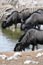2010-11-17_Namibia_10-36-10_000331_A52D9846.jpg