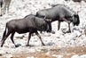 2010-11-17_Namibia_10-37-14_000335_A52D9850.jpg