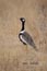 2010-11-17_Namibia_16-29-22_000004_A52D0005_Kopie.jpg