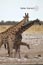 2010-11-18_Namibia_09-37-28_00043_Kopie.jpg