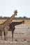 2010-11-18_Namibia_09-37-40_00047_Kopie2.jpg