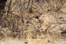 2010-11-18_Namibia_11-34-32_00186.jpg