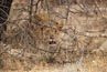 2010-11-18_Namibia_11-37-36_00208.jpg