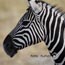 2010-11-19_Namibia_08-01-10_000016_A52D0787.jpg