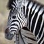 2010-11-19_Namibia_08-01-40_000023_A52D0794.jpg