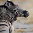 2010-11-19_Namibia_08-17-44_000084_A52D0855.jpg