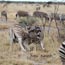 2010-11-19_Namibia_08-19-36_000129_A52D0900.jpg
