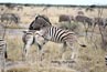 2010-11-19_Namibia_08-19-46_000134_A52D0905.jpg
