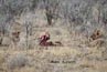 2010-11-19_Namibia_08-59-26_000159_A52D0930.jpg