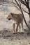2010-11-19_Namibia_09-03-44_000226_A52D0999.jpg