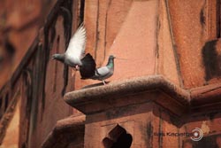 IMG_2289india1.JPG