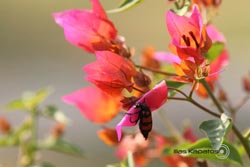 IMG_2893india2.JPG