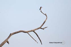 IMG_2944india2.JPG