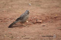 IMG_3219india2.JPG