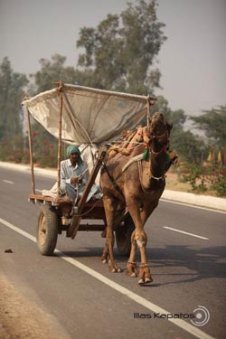 IMG_3377india2.JPG