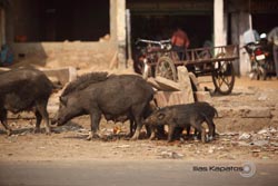 IMG_3418india2.JPG