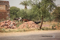 IMG_3443india2.JPG