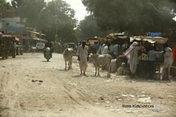 IMG_3465india2.JPG
