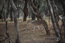 IMG_3823india3.JPG