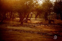 IMG_3833india3.JPG