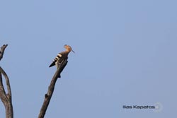 IMG_3859india3.JPG