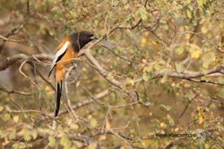 IMG_3938india3.JPG