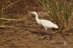 IMG_4162india3.JPG