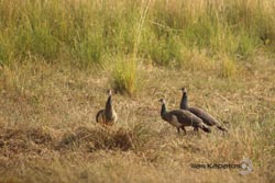 IMG_4167india3.JPG
