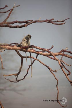 IMG_5705india2.JPG