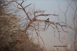 IMG_5707india2.JPG