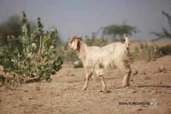 IMG_6464india4.JPG