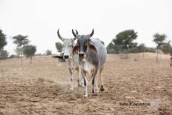 IMG_6996india4.JPG