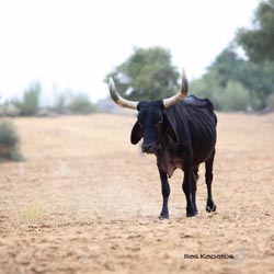IMG_7000india4.JPG